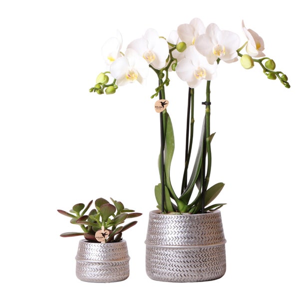 Kolibri Company Pflanzenset Groove silber Set mit weißer Phalaenopsis Orchidee Amabilis 9cm und grüner Sukkulente Crassula Ovata 6cm inkl. silbernen Keramik-Ziertöpfen