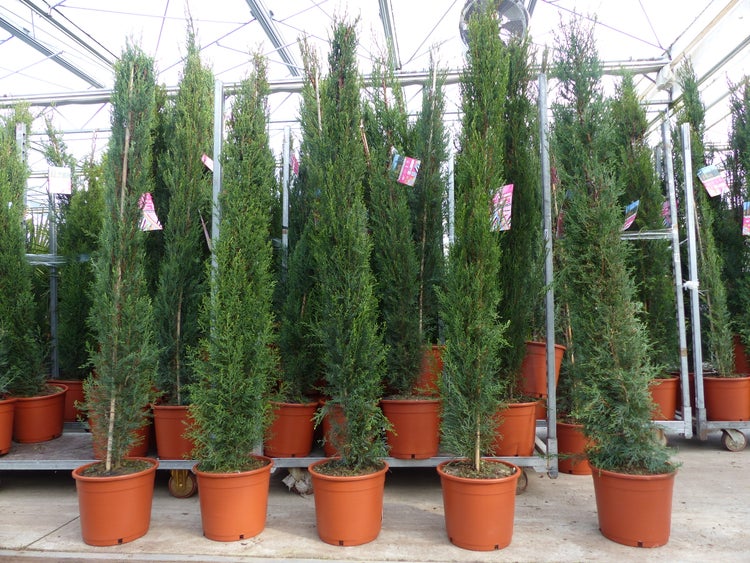 Reihe von hohen, schmalen Säulenzypressen in Pflanztöpfen auf Transportwagen in einem hellen und organisierten Gewächshaus.