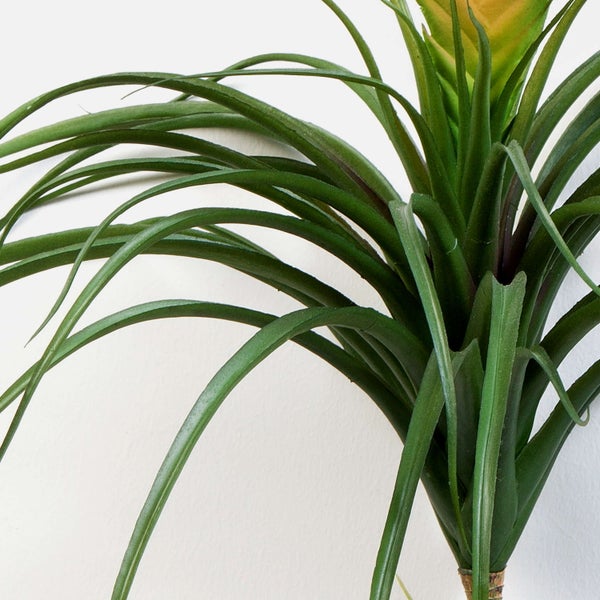 Tillandsie an einer Wandhalterung aus Metall.