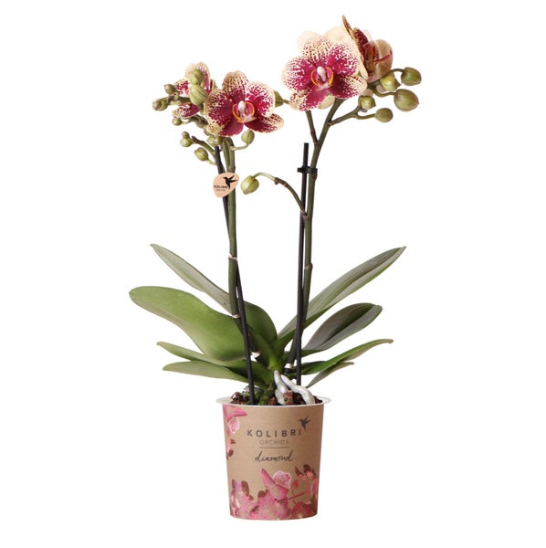 Kolibri Orchids Gelbe rote Phalaenopsis-Orchidee Spanien Topfgröße 9cm blühende Zimmerpflanze frisch vom Züchter