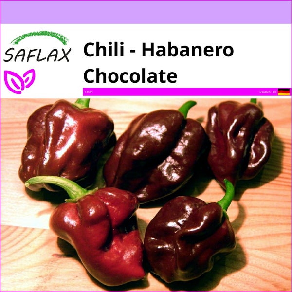 SAFLAX  - Chili - Habanero Chocolate - Capsicum chinense - 10 Samen