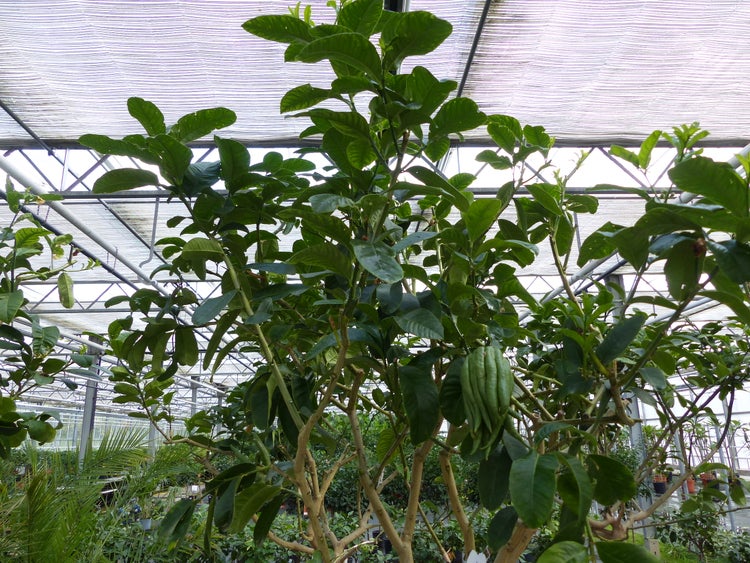 Buddha Hand Zitrone Pflanze im Gewaechshaus mit gruenen Blaettern und einer markanten fingrigen Frucht.
