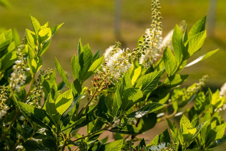 Clethra alnifolia 'Hummingbird', Scheineller, weiß, 40–60 cm