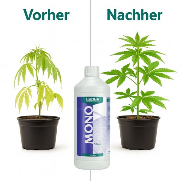 Canna Mono Kalium Duengerflasche mit Vorher und Nachher Vergleich von Pflanzenwachstum zur Verdeutlichung der Duengerwirkung