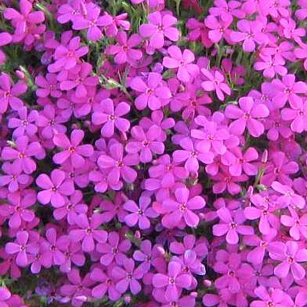 Nahaufnahme von Teppich-Flammenblumen im Garten