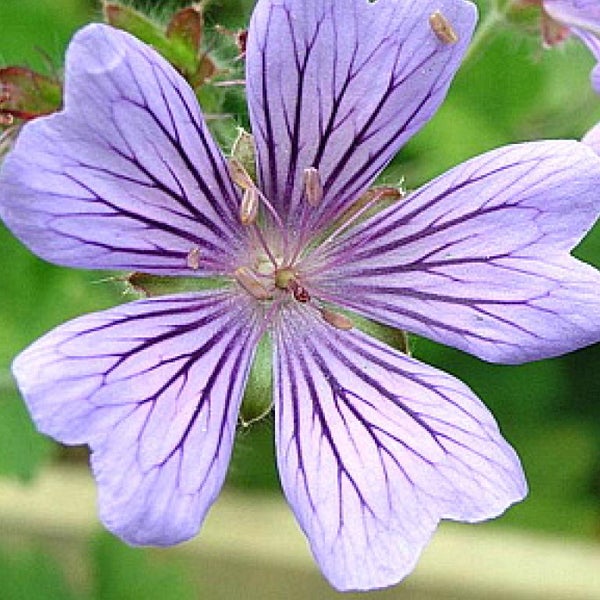 Blüte der Storchschnabel-Pflanze