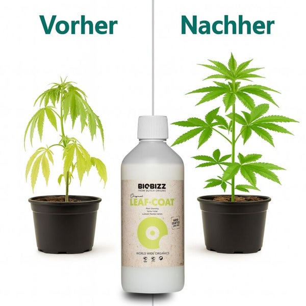 Vorher-Nachher-Vergleich einer Pflanze vor und nach der Anwendung von Biobizz Leaf Coat Pflanzenschutzmittel.