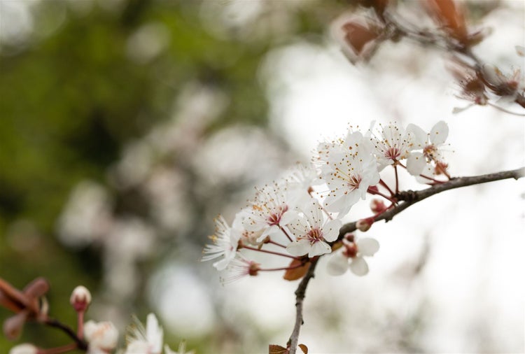 Prunus 'Trailblazer', Zierkirsche, 60–100 cm