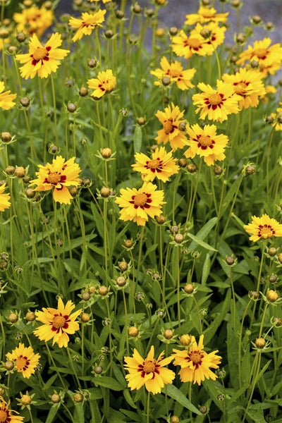 Coreopsis lanceolata 'Walter', Mädchenauge, gelb, ca. 9x9 cm Topf