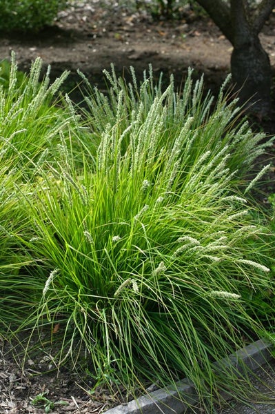 Sesleria autumnalis, Herbst-Kopfgras, ca. 9x9 cm Topf, ziergras