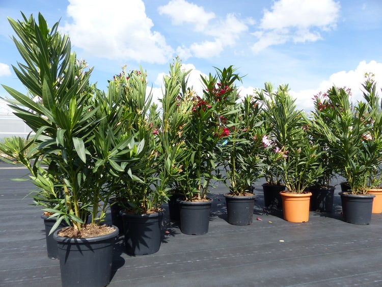 Blütenpolster mit violetten Blüten