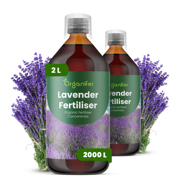 Zwei Flaschen Organifer Lavendel Dünger als biologisches Düngerkonzentrat mit zwei Liter Inhalt für die Gartenpflege.
