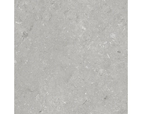 Wand- und Bodenfliese Shellstone grigio 60x60cm