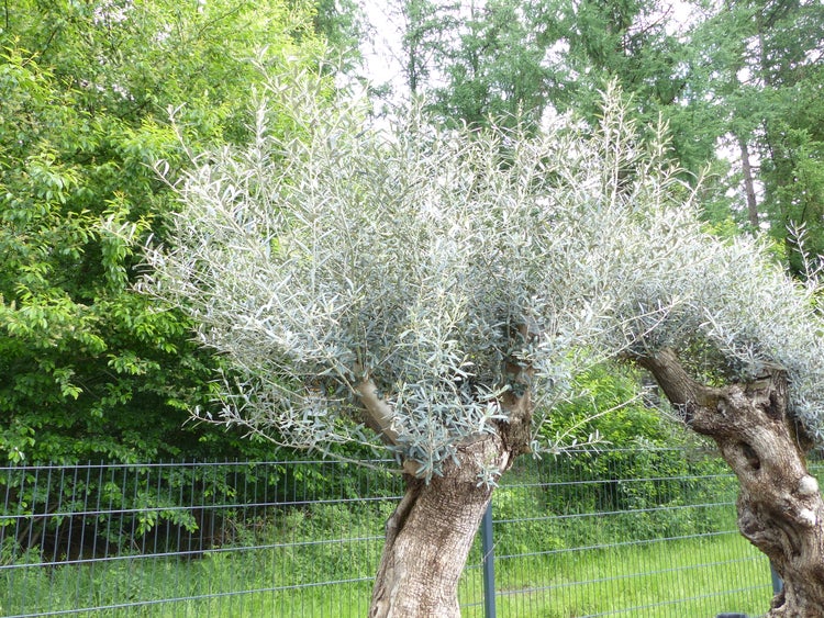 genau dieser Baum L10 Olivenbaum 240 cm, knorrige alte urige Olive winterhart