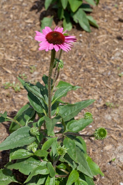 Echinacea purpurea 'Little Magnus', Purpur-Sonnenhut, ca. 11x11 cm Topf