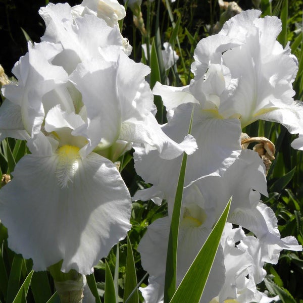 Nahaufnahme von weißen Schwertlilien im Garten
