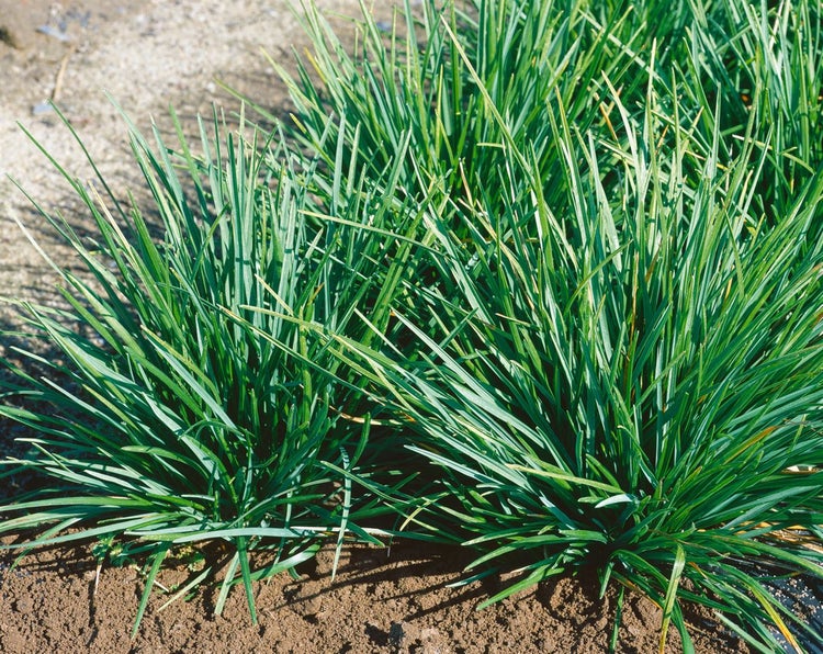 Sesleria albicans, Blaugras, ca. 9x9 cm Topf
