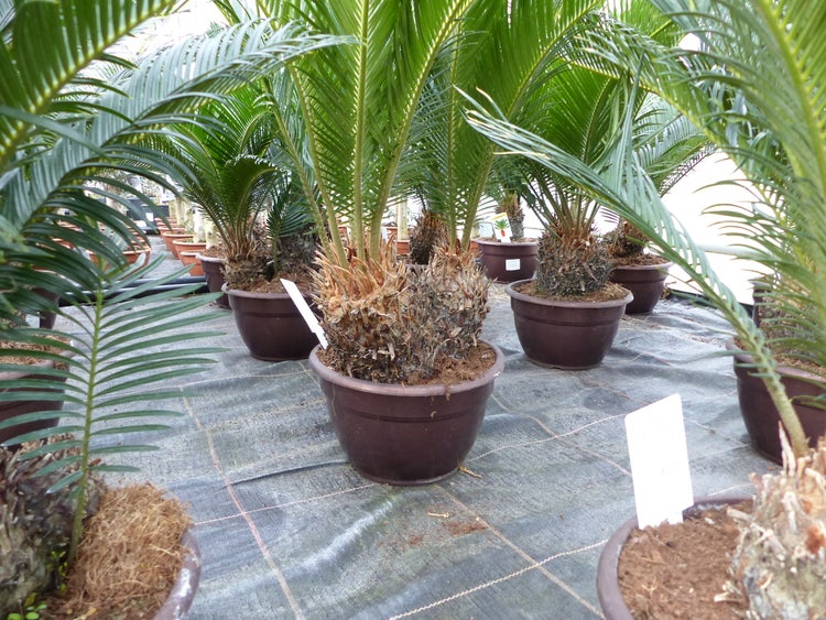Mehrere Cycas revoluta Sagopalmfarne in braunen Kunststofftöpfen, geordnet aufgereiht in einer hellen Gärtnerei.