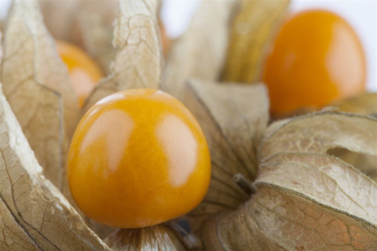 Physalis peruviana, Andenbeere, essbar, ca. 11x11 cm Topf