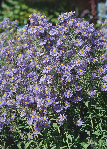 Aster laevis 'Calliope', Glattblatt-Aster, violett, ca. 11x11 cm Topf