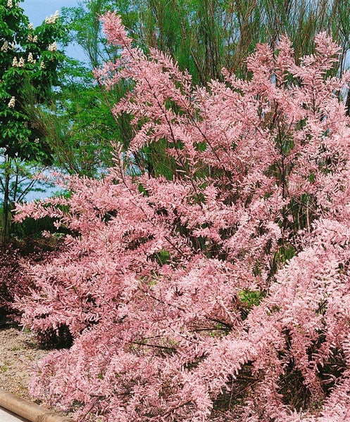 Tamarix parviflora, Rosarote Tamariske, 60–100 cm