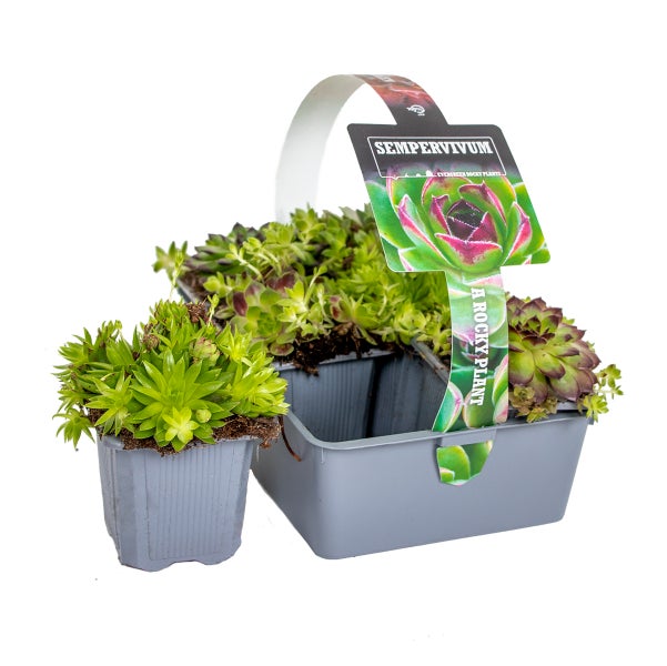 6x Sedum Mix – Steinpflanzen – Bodendecker – Pflegeleicht – ⌀07 cm - ↕05-08 cm