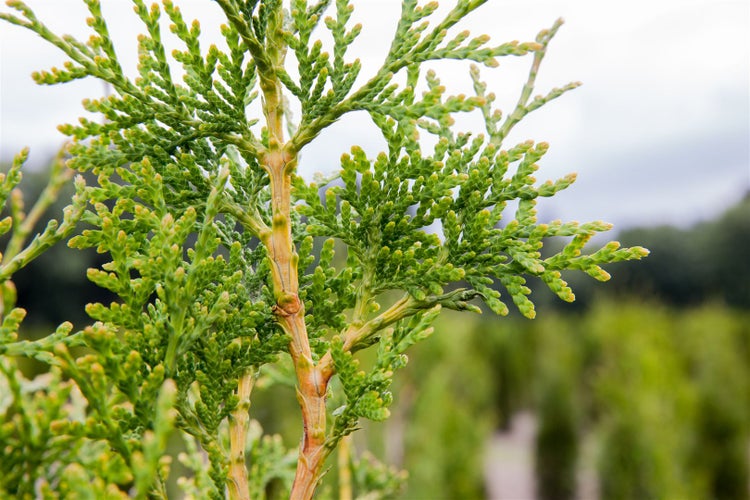 Thuja plicata 'Excelsa', Riesen-Lebensbaum, 60–80 cm