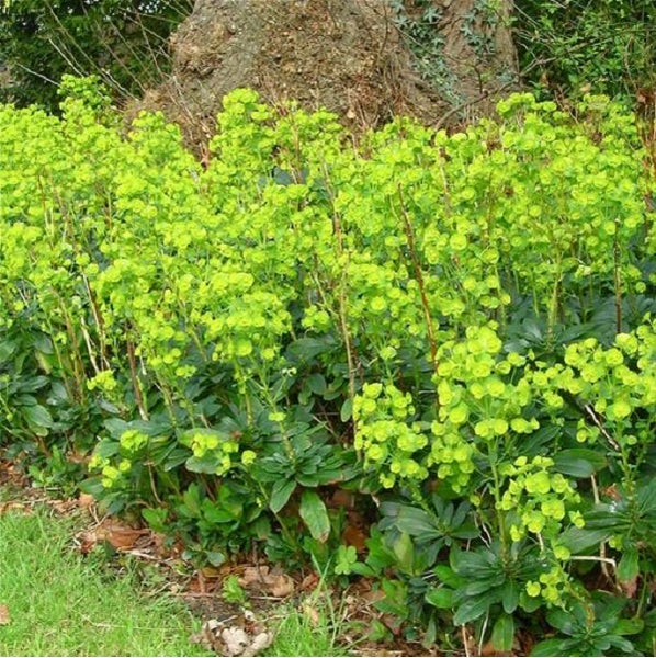Gruppe von Wolfsmilchpflanzen im Garten.