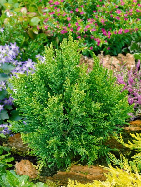 Chamaecyparis obtusa 'Drath', Hinoki-Scheinzypresse, 20–30 cm