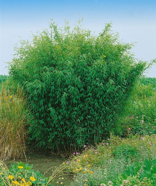 Fargesia nitida, Schirmbambus, immergrün, 60–80 cm