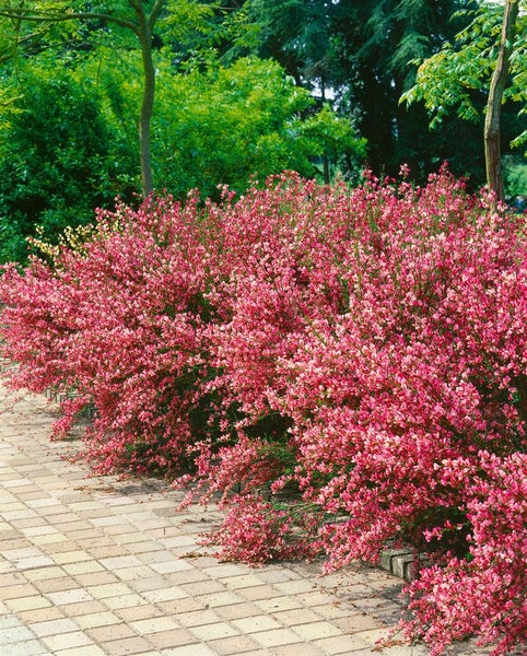 Cytisus praecox 'Hollandia', Besenginster, rosa Blüten, 40–60 cm