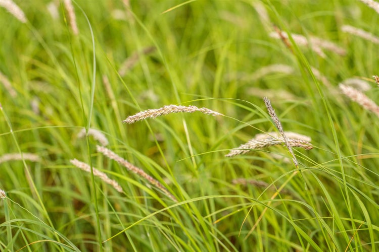 Sesleria autumnalis, Herbst-Kopfgras, ca. 9x9 cm Topf, ziergras