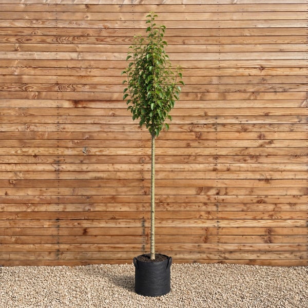 Ein hochstämmiger Baum in einem Pflanzkübel vor einer Holzfassade.