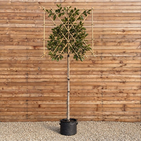 Lorbeerbaum als Hochstamm in quadratischer Form mit Rankhilfe aus Bambus in einem Pflanzkübel.