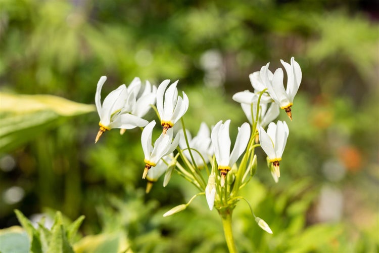 Dodecatheon meadia 'Alba', Shooting Star, weiß, ca. 9x9 cm Topf