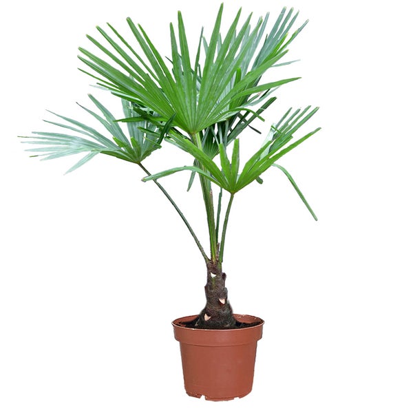 Große winterharte Hanfpalme