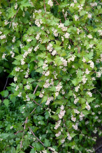 Stephanandra incisa 'Crispa', Kranzspiere, kompakt, 30–40 cm