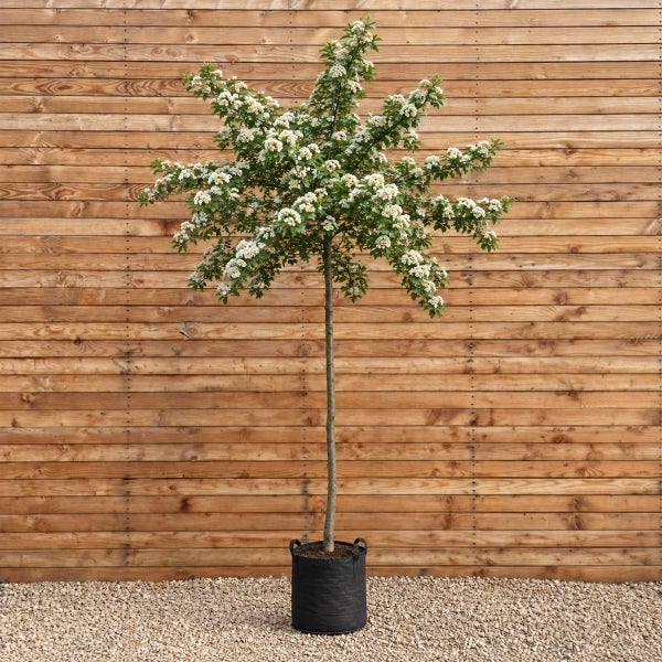Ein blühender Weißdorn als Hochstamm in einem schwarzen Pflanzsack vor einer Holzwand.