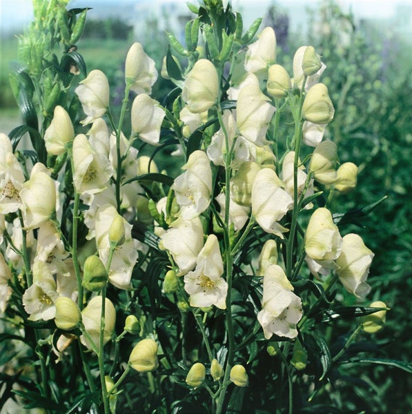 Aconitum napellus 'Album', Eisenhut, weiß, ca. 11x11 cm Topf