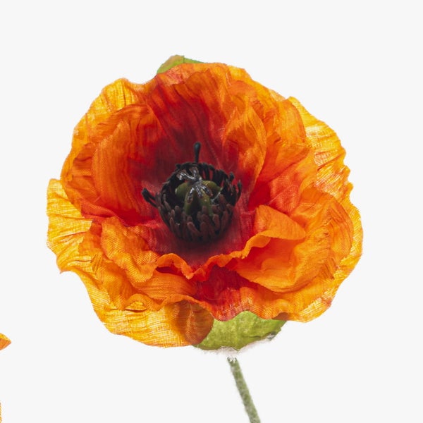 Nahaufnahme eines weißen Zierlauchs Allium mit sternförmigen Einzelblüten.