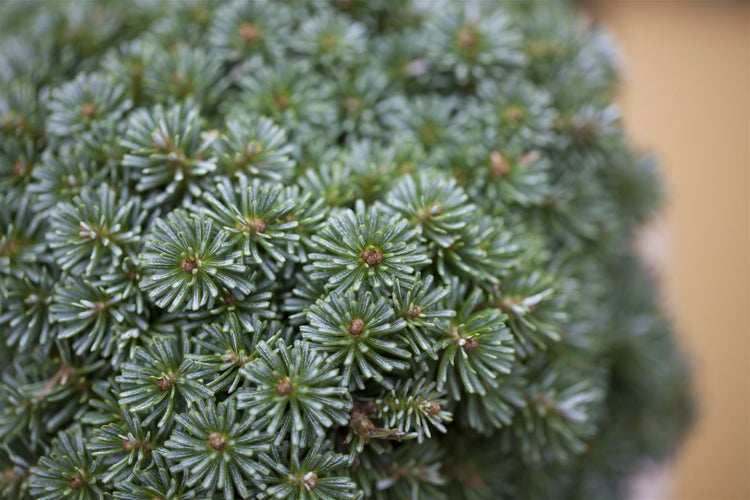 Abies koreana 'Brillant', Koreatanne, kompakt, 30–35 cm