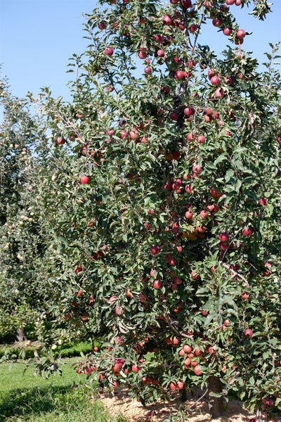 Malus 'Gloster 69', Apfelbaum, 150–200 cm
