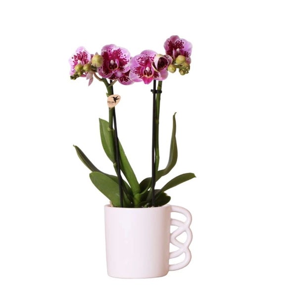 Übertopf Happy Mug - glücklicher Kaffebecher - fröhliche Keramik passend für 9cm Töpfe - weiß