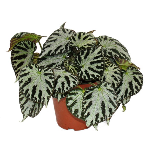 Blattbegonie Silver Jewel - Königsbegonie - Blattschmuckbegonie - 12cm Topf