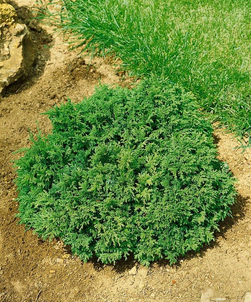 Nahaufnahme eines grünen Zwergwacholders im Garten.
