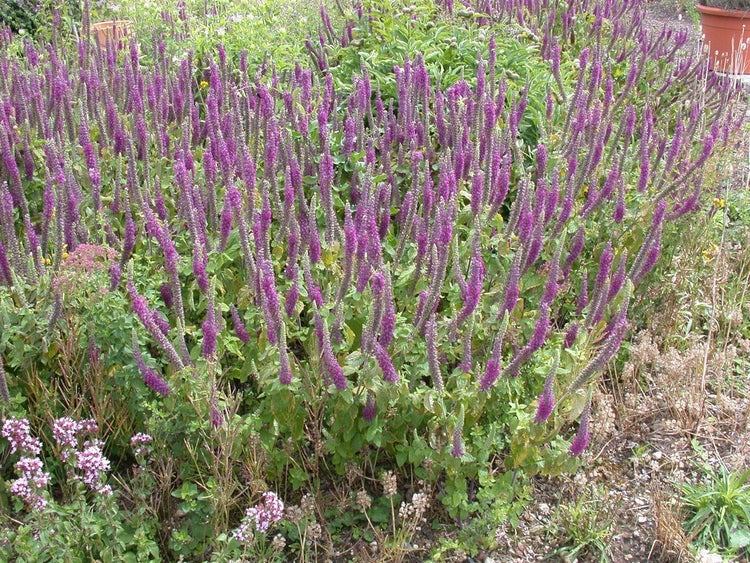 Teucrium hyrcanicum, Gamander, ca. 9x9 cm Topf, aromatisch