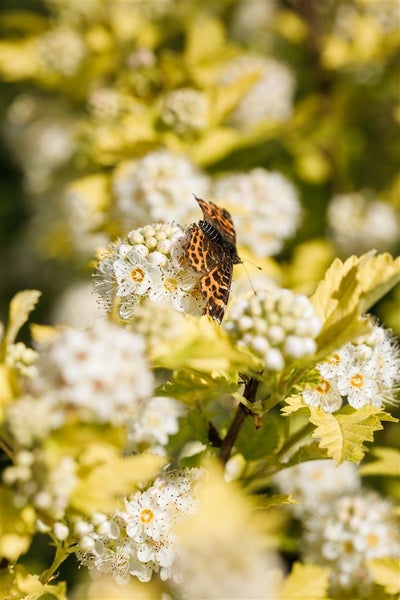 Physocarpus opulifolius 'Dart's Gold', gelblaubig, 40–60 cm