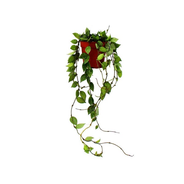 Hängepflanze Hoya mit grünen Blättern in einem rötlichen Kunststofftopf.
