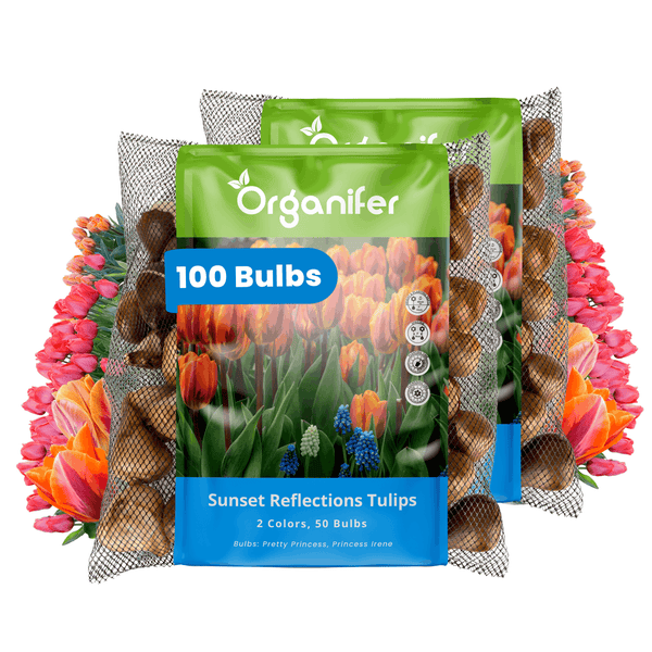 Zwei Packungen Organifer Blumenzwiebeln für Tulpen Sunset Reflections mit insgesamt einhundert Zwiebeln für zwei Sorten.