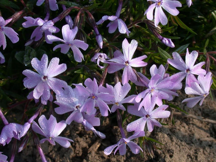Nahaufnahme von Phlox-Blüten mit Tautropfen